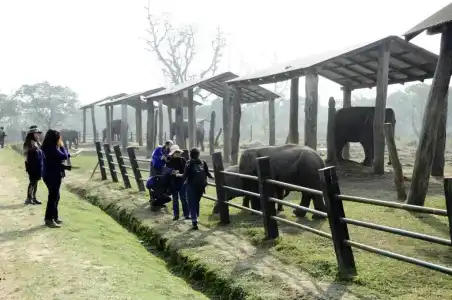 Green Park Chitwan - 20