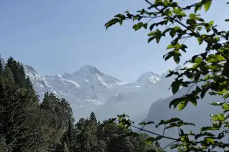 Alpenrose Wengen - 30