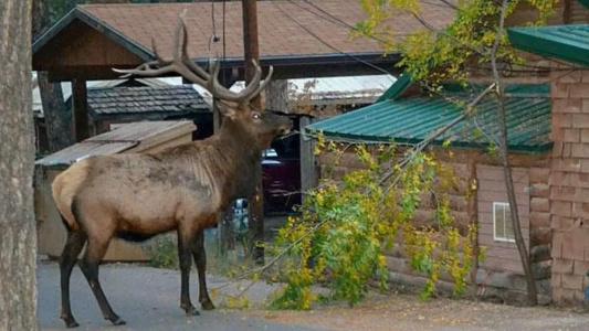 Canyon Cabins - 37