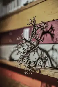 Kanela Studios - 0