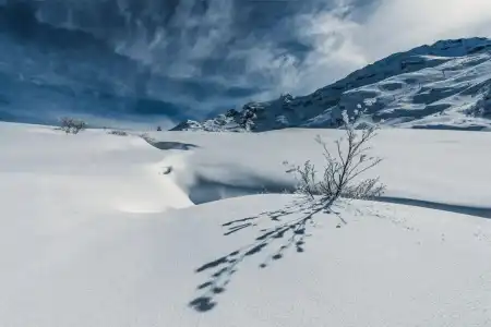 Central - 13