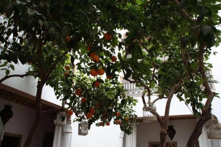 Riad Les Orangers d'Alilia - 17