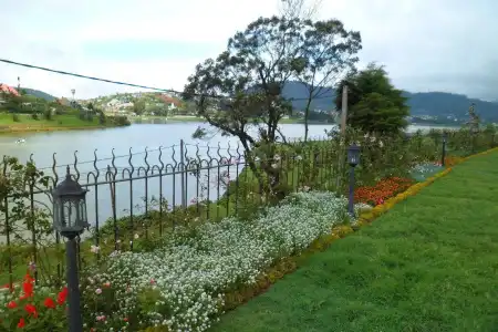 Tea Plant Nuwara Eliya - 17