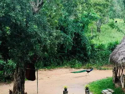 Sigiriya Rock Hide - 12