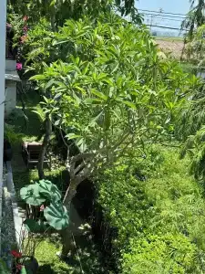 ZEN Boutique Villa Hoi An - 58