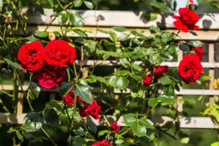 Pension Waldhäusl - 27