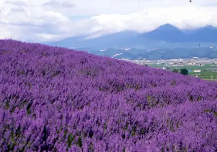 Pension Lavender - 13