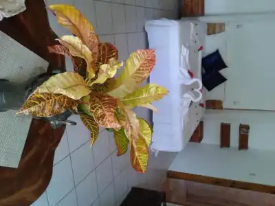 Le Relax St. Joseph Praslin - 31
