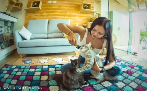 Cat Story - 12