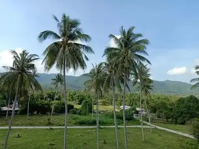 Amarin Samui - 37