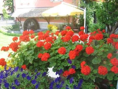 Hofmann Zur Mühle - 14