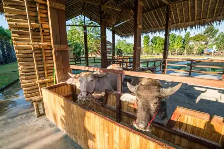 The Buffalo Amphawa (SHA Plus) - 15