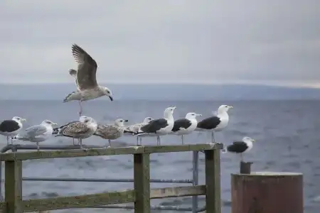 Koopmanns und Lädchen - 18