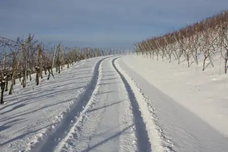 Schwarzer Adler Weingut - 2