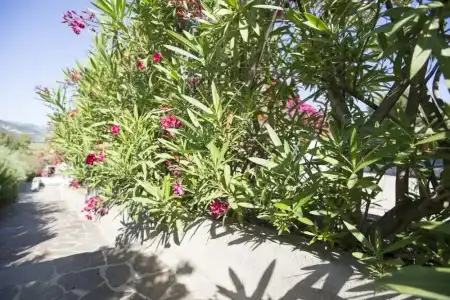 La Corte degli Ulivi Ristorante - 21