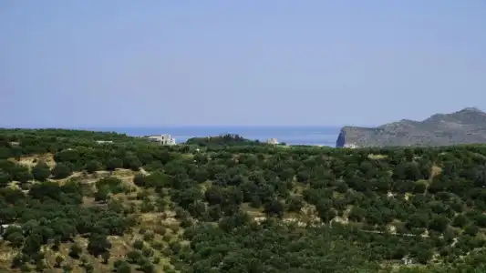 Orestis - 125