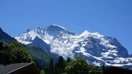 Alpenkräuter Bären - 81