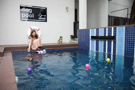 Ketawa Pet Friendly - 12