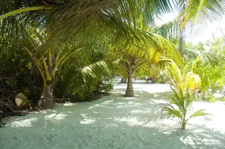 Palm Garden - 17