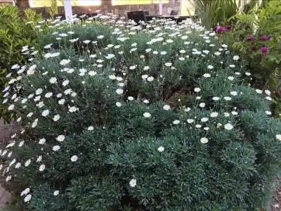 Göcek Selya - 22