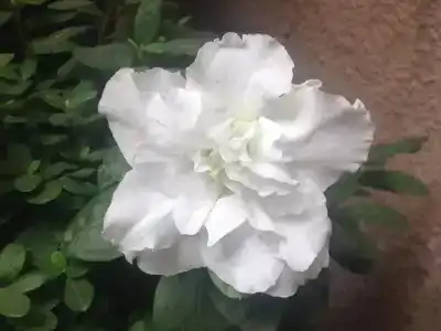 Meidani Guest House - 24