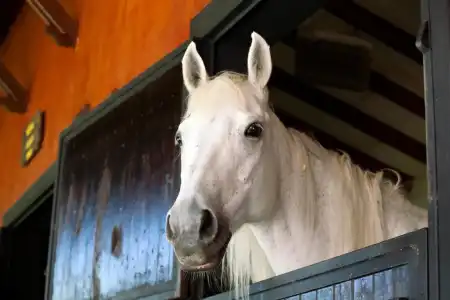 Beso Berke Ranch - 34
