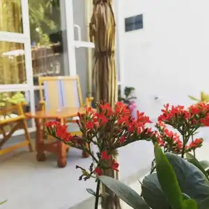 Palm Garden - 10