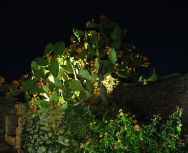 Agriturismo Masseria Costarella - 7