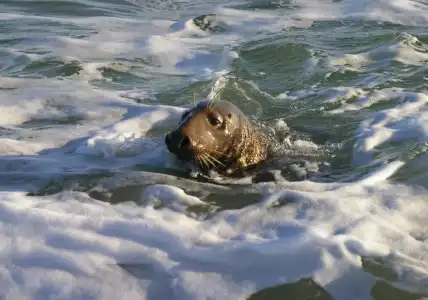 Helgoländer Klassik - 35