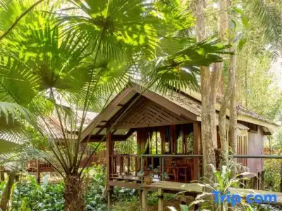 Khao Sok Riverside Cottage - 106