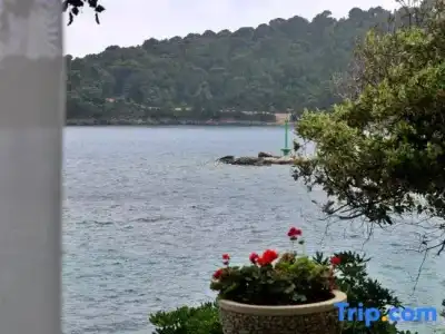 Bozica - 226