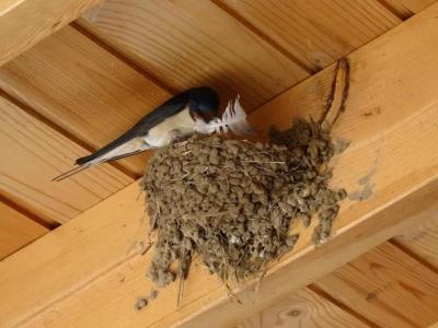 Eleni's Cottage - 35