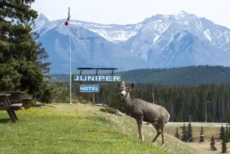 The Juniper - 15