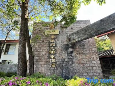 Conifer Lishui Sunlight - 2
