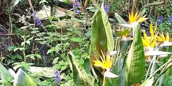 La Gallina Felice B&B - 10