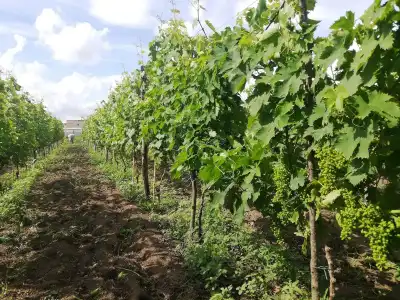 Agriturismo Vivinatura - 16