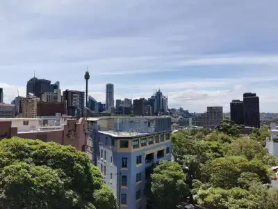 Sydney Wattle - 36