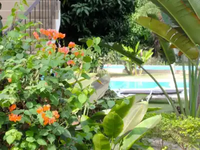 Mango Spa & Resort - 8
