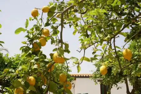 Agriturismo Terra dei Limoni - 72