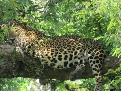 Koragaha Lodge - 8