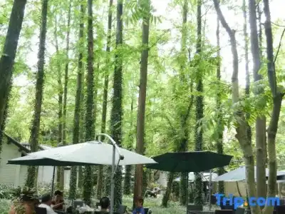 Lotus Glade - 6
