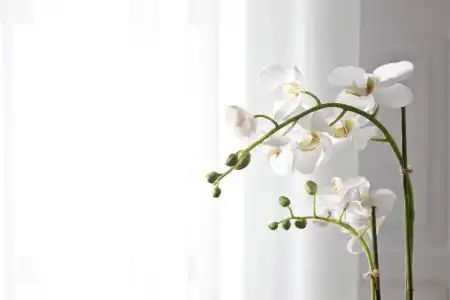 Belvedere Suites - 63