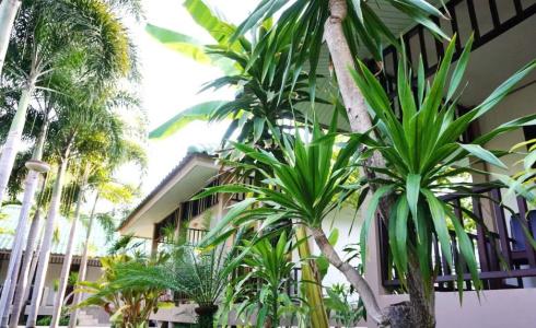 Lamai Inn 99 Bungalows - 200