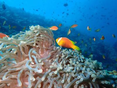The Nautilus Maldives - 39