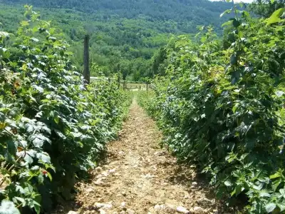Fattoria Antica Forconia - 8