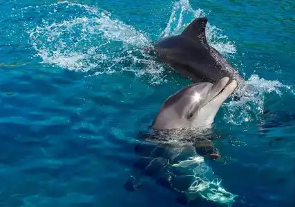 Melio Eilat - 46