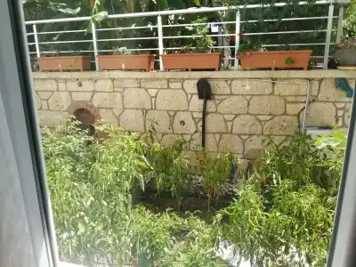 Lupa Alacati - 105