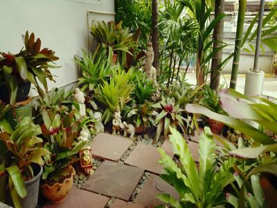 Loei Orchid - 11
