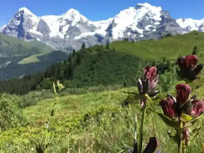 Alpenkräuter Bären - 7