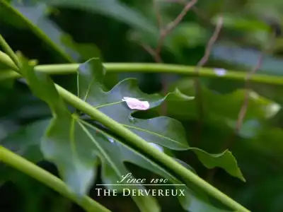 The Devereux Boutique - 11